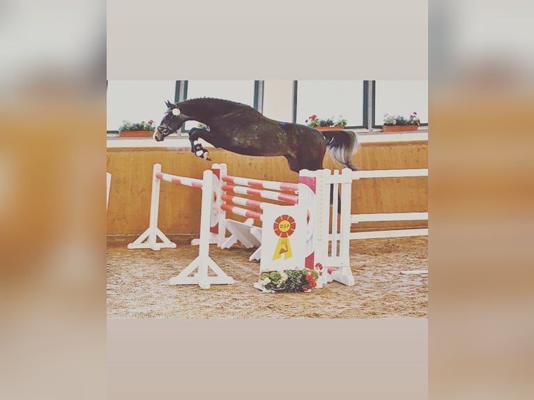 Deutsches Sportpferd Wallach 6 Jahre 162 cm Schimmel in Weyhe