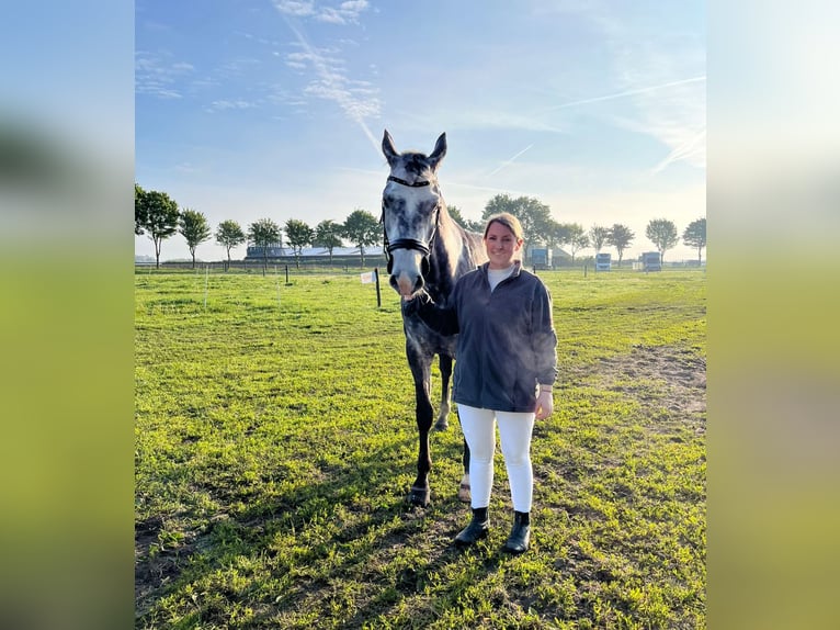 Deutsches Sportpferd Wallach 6 Jahre 162 cm Schimmel in Weyhe