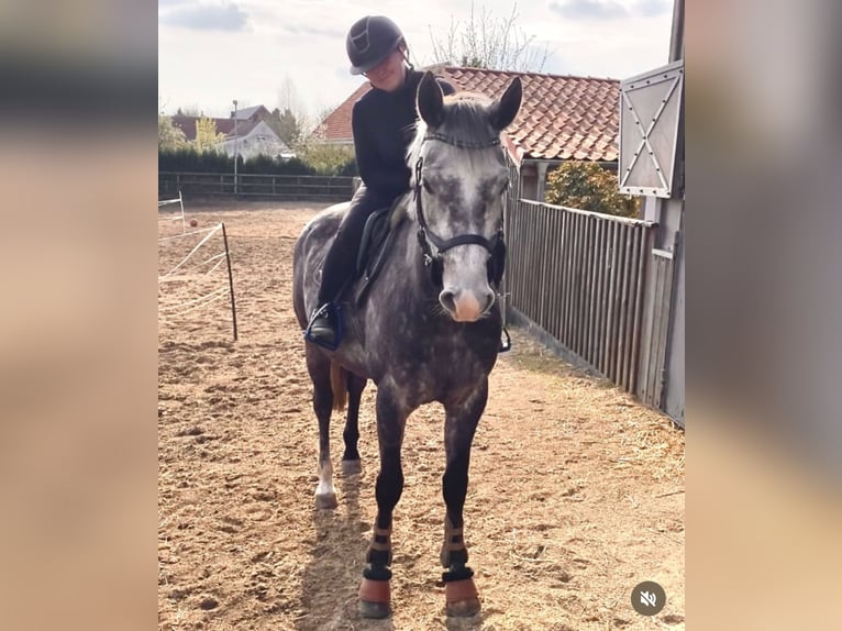 Deutsches Sportpferd Wallach 6 Jahre 162 cm Schimmel in Weyhe