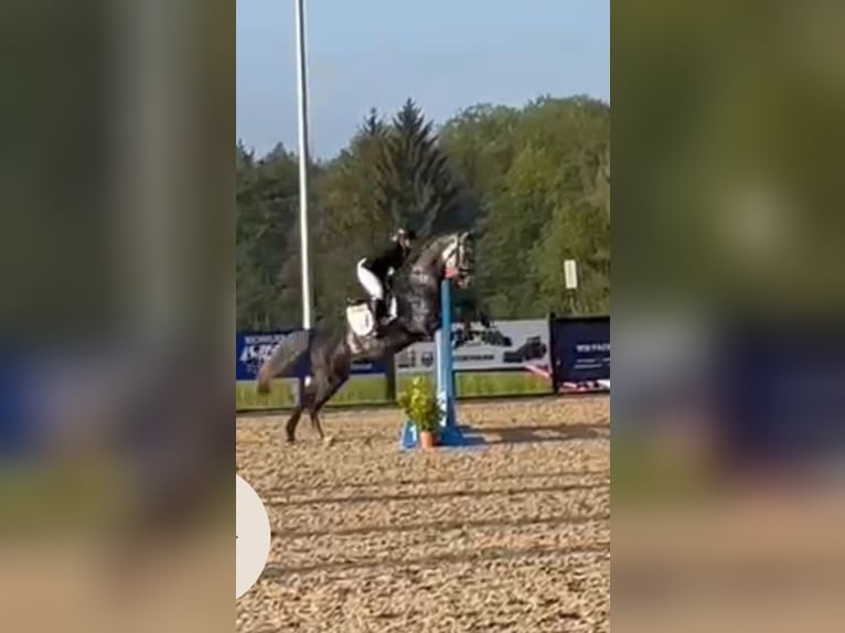 Deutsches Sportpferd Wallach 6 Jahre 162 cm Schimmel in Weyhe