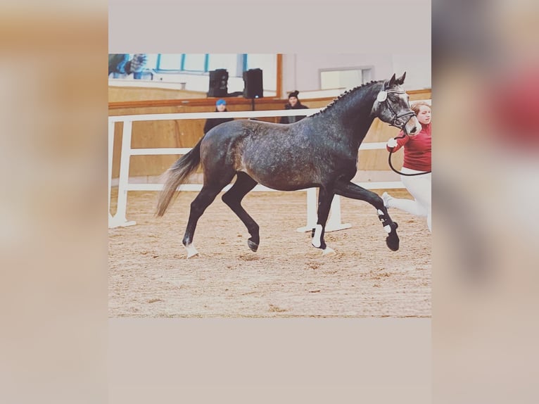 Deutsches Sportpferd Wallach 6 Jahre 162 cm Schimmel in Weyhe