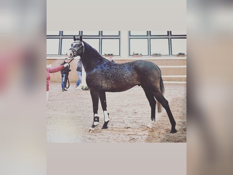 Deutsches Sportpferd Wallach 6 Jahre 162 cm Schimmel in Weyhe