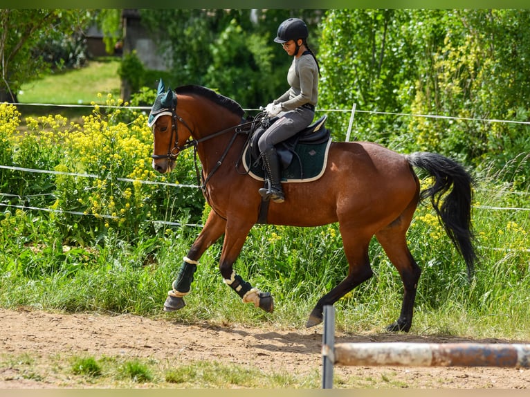 Deutsches Sportpferd Wallach 6 Jahre 163 cm Brauner in Hettstedt