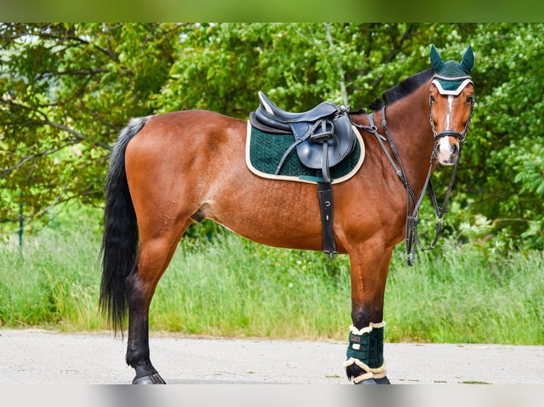 Deutsches Sportpferd Wallach 6 Jahre 163 cm Brauner in Hettstedt