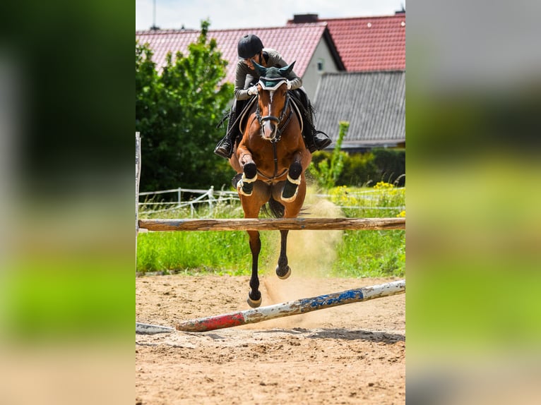 Deutsches Sportpferd Wallach 6 Jahre 163 cm Brauner in Hettstedt