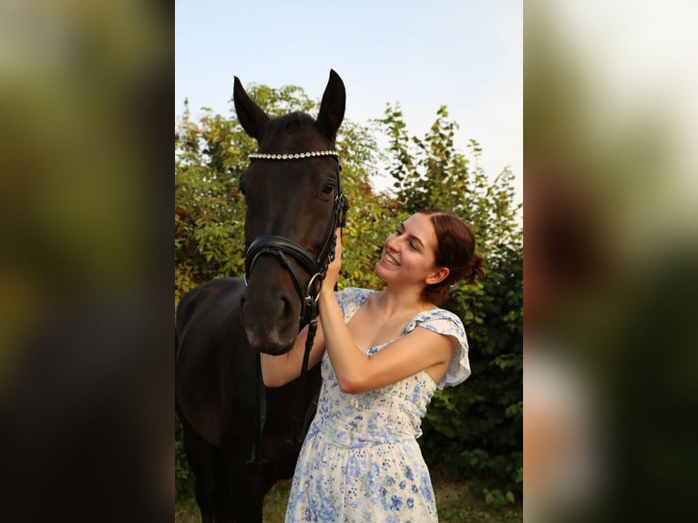 Deutsches Sportpferd Wallach 6 Jahre 163 cm Dunkelbrauner in Ottendorf-Okrilla
