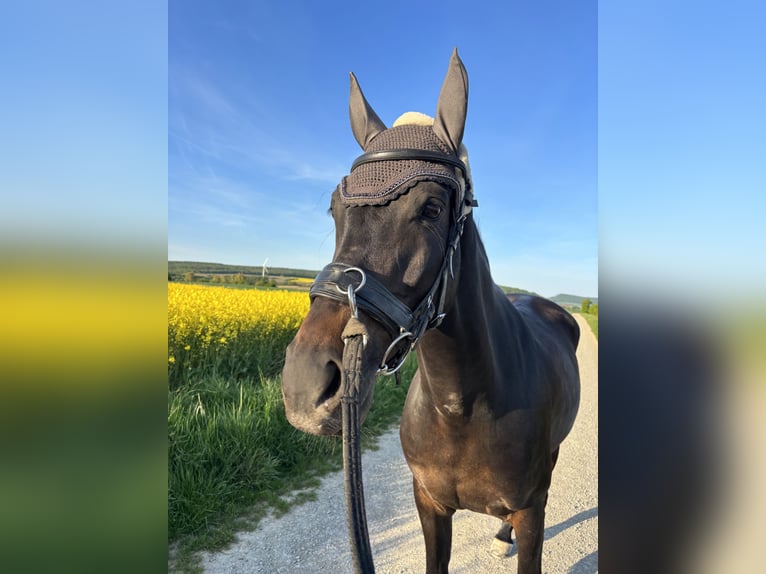 Deutsches Sportpferd Wallach 6 Jahre 163 cm Dunkelbrauner in Ottendorf-Okrilla