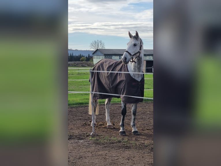 Deutsches Sportpferd Wallach 6 Jahre 163 cm Schimmel in Weißensee