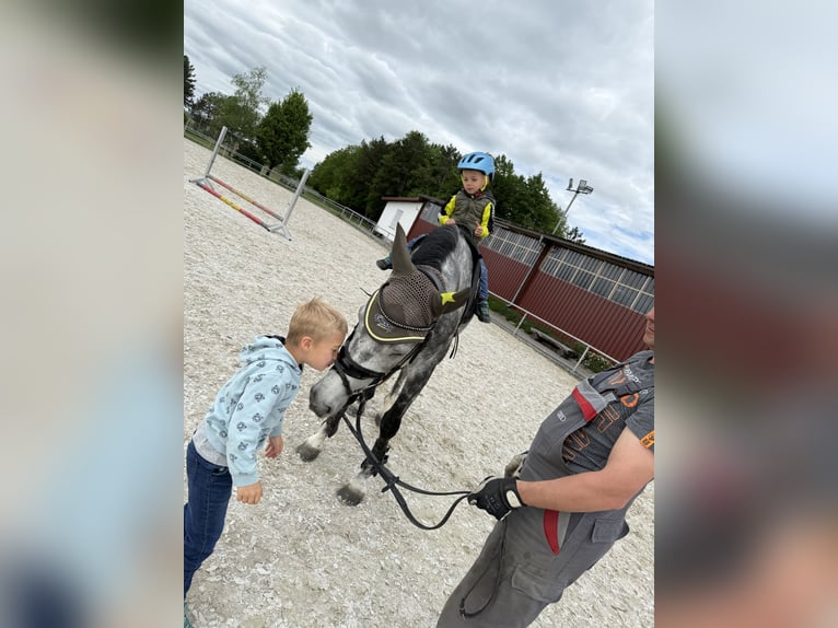 Deutsches Sportpferd Wallach 6 Jahre 164 cm Apfelschimmel in SchefflenzSchefflenz