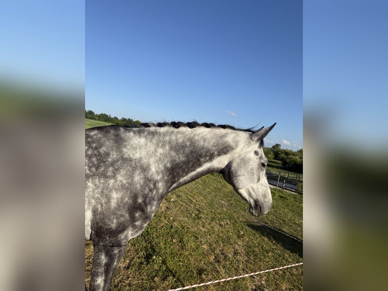 Deutsches Sportpferd Wallach 6 Jahre 164 cm Apfelschimmel in SchefflenzSchefflenz