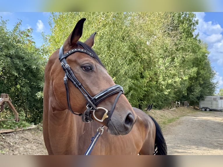 Deutsches Sportpferd Wallach 6 Jahre 165 cm Brauner in Grevenbroich