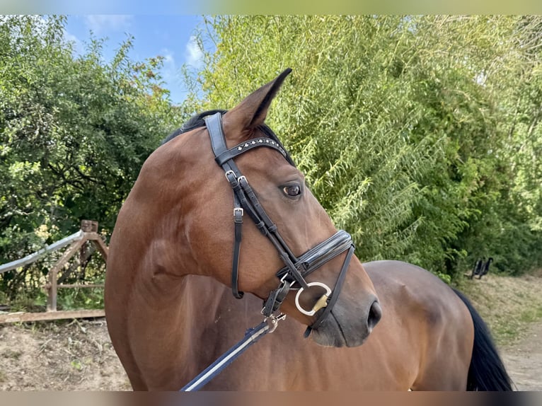 Deutsches Sportpferd Wallach 6 Jahre 165 cm Brauner in Grevenbroich