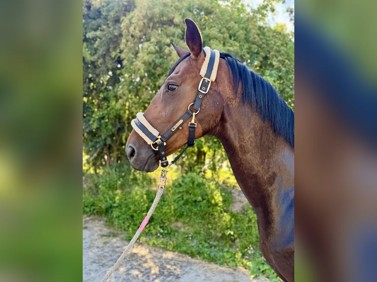 Deutsches Sportpferd Wallach 6 Jahre 165 cm Brauner in Grevenbroich