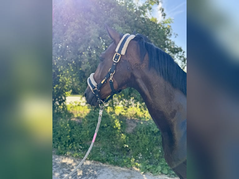 Deutsches Sportpferd Wallach 6 Jahre 165 cm Brauner in Grevenbroich