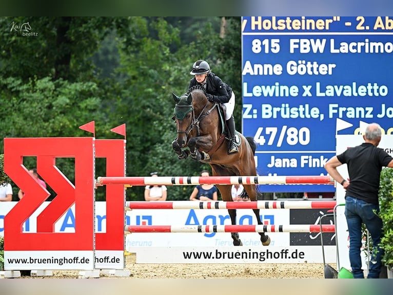 Deutsches Sportpferd Wallach 6 Jahre 165 cm Brauner in Eppingen