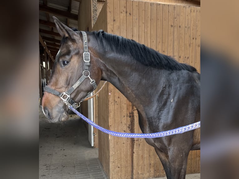 Deutsches Sportpferd Wallach 6 Jahre 165 cm Dunkelbrauner in Oberkr&#xE4;mer