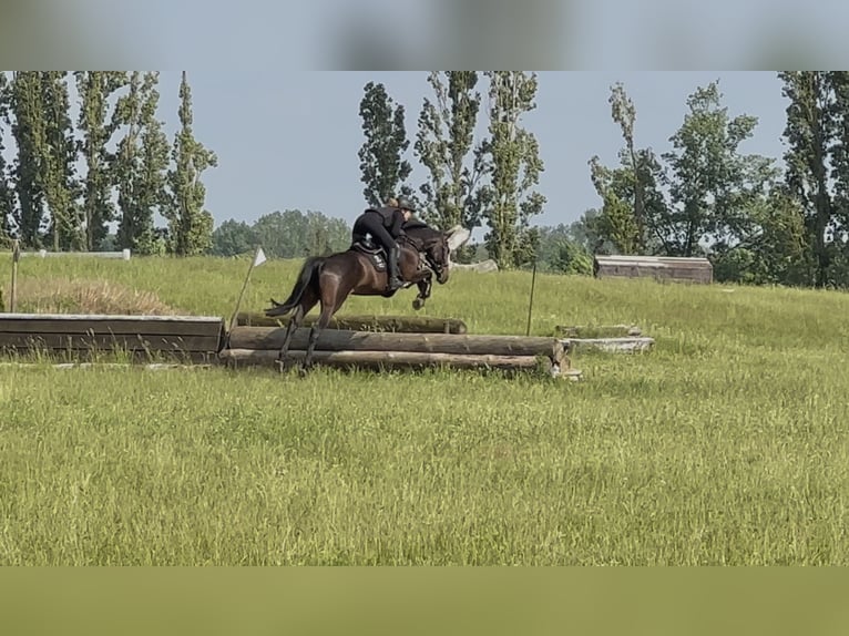 Deutsches Sportpferd Wallach 6 Jahre 165 cm Dunkelbrauner in Oberkr&#xE4;mer