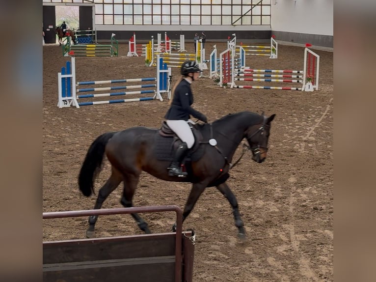 Deutsches Sportpferd Wallach 6 Jahre 165 cm Dunkelbrauner in Oberkr&#xE4;mer