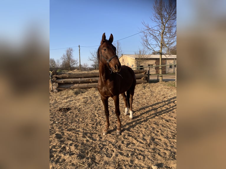 Deutsches Sportpferd Wallach 6 Jahre 165 cm Dunkelfuchs in Brieselang