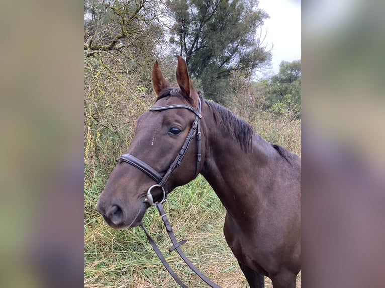 Deutsches Sportpferd Wallach 6 Jahre 165 cm Dunkelfuchs in Brieselang