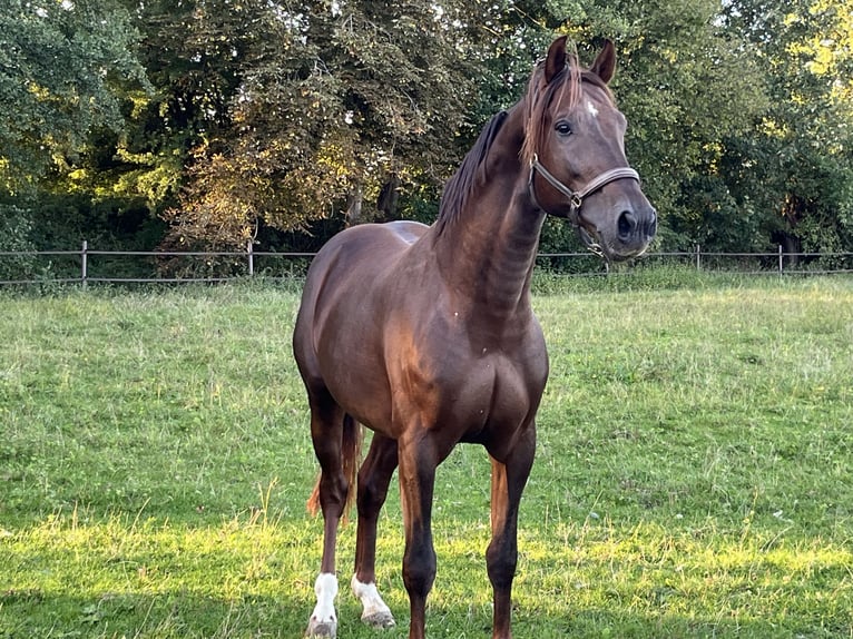 Deutsches Sportpferd Wallach 6 Jahre 165 cm Dunkelfuchs in Hamburg Kirchwerder