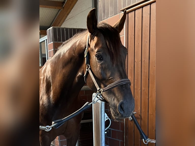 Deutsches Sportpferd Wallach 6 Jahre 165 cm Dunkelfuchs in Hamburg Kirchwerder