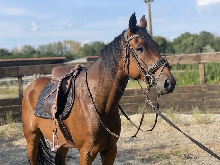 Deutsches Sportpferd Mix Wallach 6 Jahre 165 cm in Trebbin