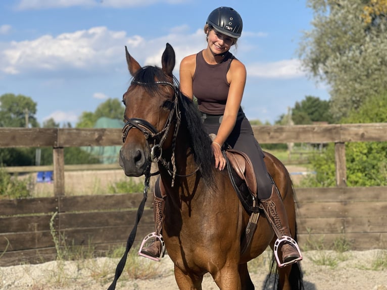 Deutsches Sportpferd Mix Wallach 6 Jahre 165 cm in Trebbin