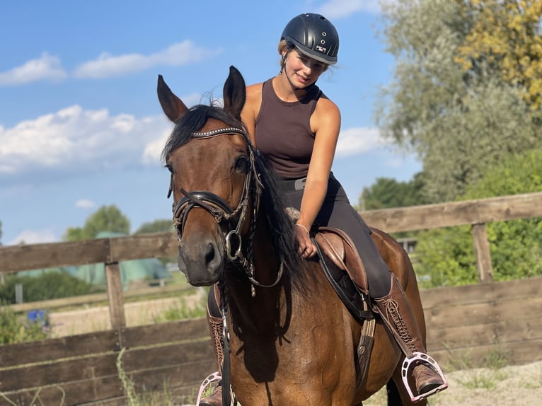 Deutsches Sportpferd Mix Wallach 6 Jahre 165 cm in Trebbin