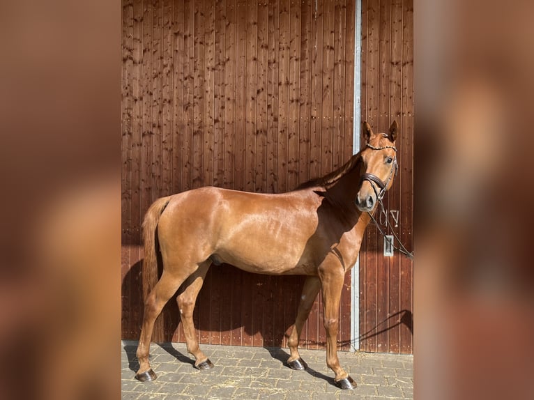Deutsches Sportpferd Wallach 6 Jahre 165 cm Fuchs in Karlsfeld