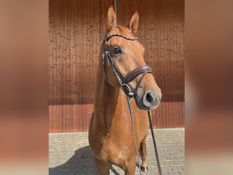 Deutsches Sportpferd Wallach 6 Jahre 165 cm Fuchs in Karlsfeld