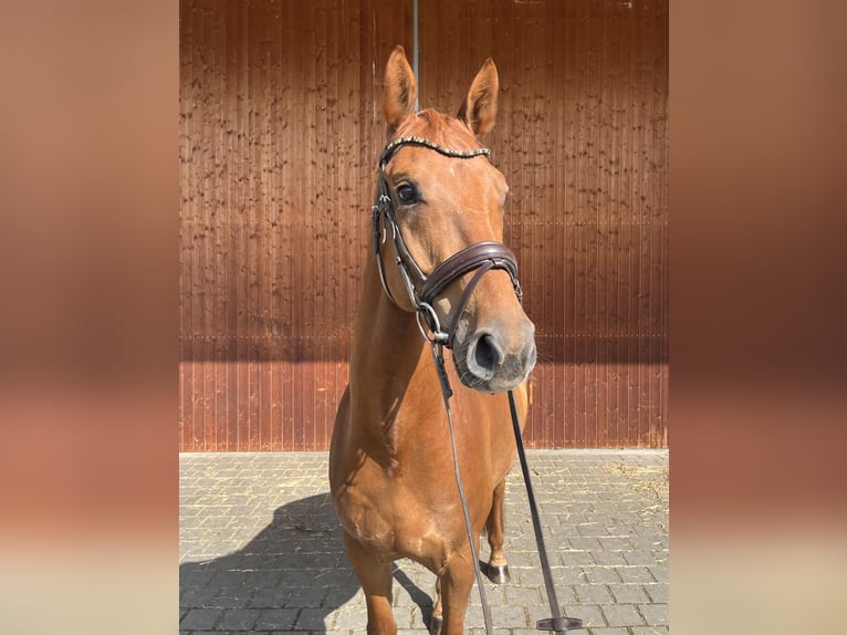 Deutsches Sportpferd Wallach 6 Jahre 165 cm Fuchs in Karlsfeld