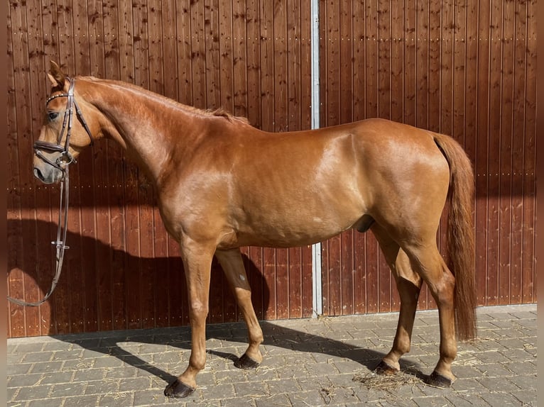 Deutsches Sportpferd Wallach 6 Jahre 165 cm Fuchs in Karlsfeld