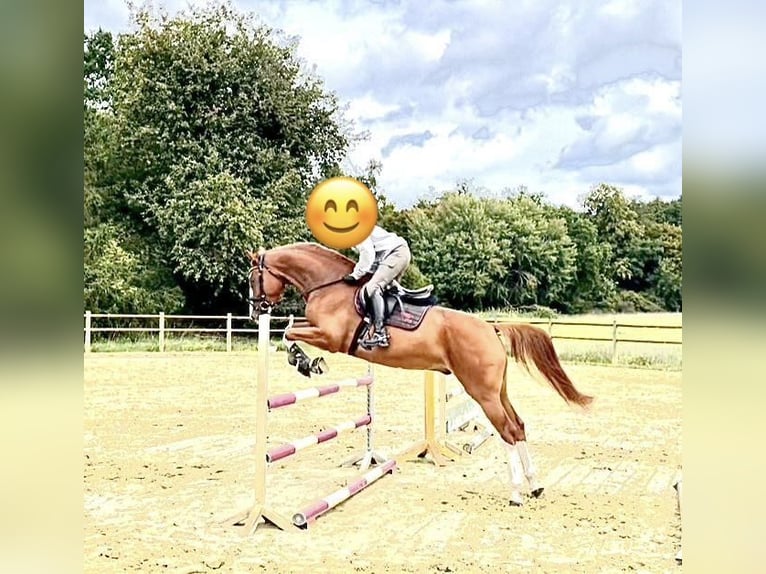 Deutsches Sportpferd Wallach 6 Jahre 165 cm Fuchs in Groß-Gerau