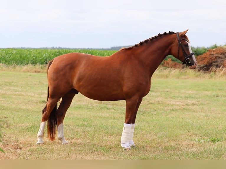 Deutsches Sportpferd Wallach 6 Jahre 165 cm Fuchs in Humptrup