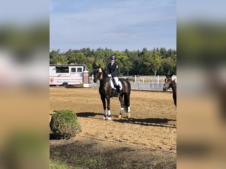 Deutsches Sportpferd Wallach 6 Jahre 165 cm Rappe in Hoppegarten
