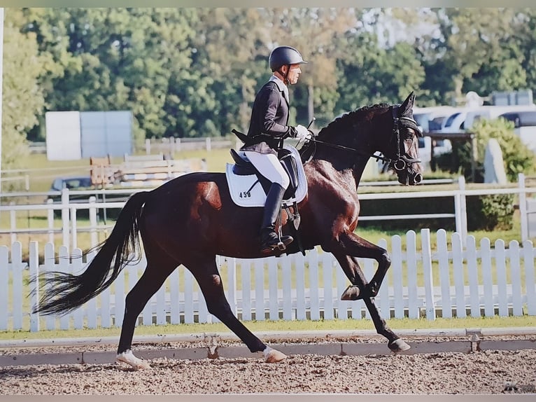 Deutsches Sportpferd Wallach 6 Jahre 165 cm Rappe in Hoppegarten