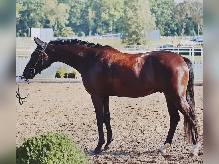 Deutsches Sportpferd Wallach 6 Jahre 165 cm Rappe in Hoppegarten