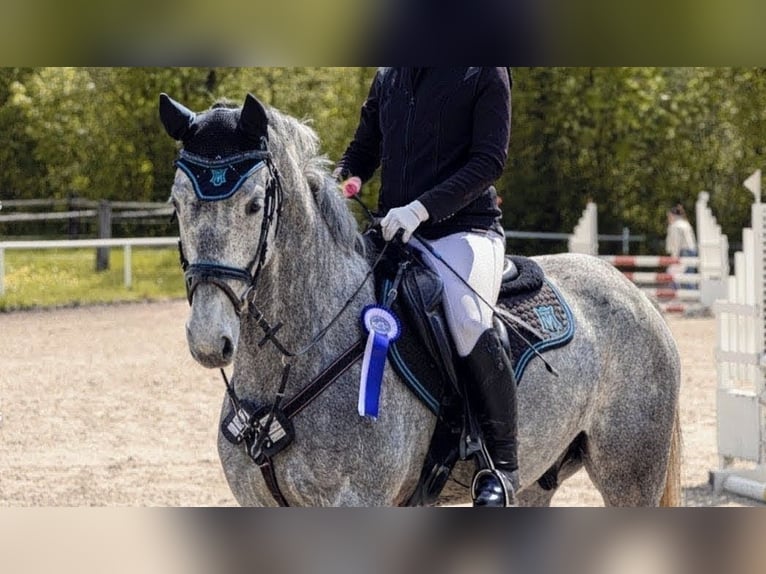 Deutsches Sportpferd Wallach 6 Jahre 165 cm Schimmel in Goldkronach
