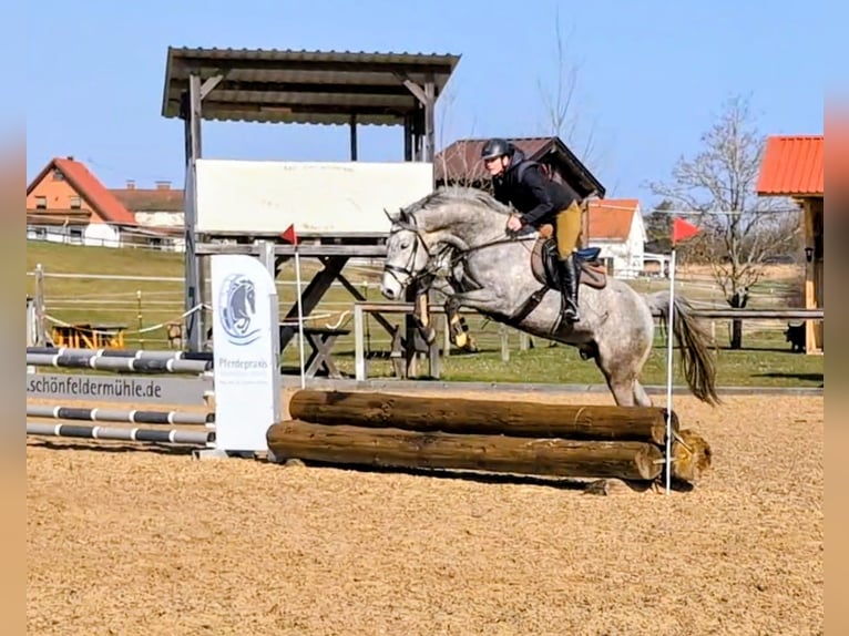 Deutsches Sportpferd Wallach 6 Jahre 165 cm Schimmel in Goldkronach