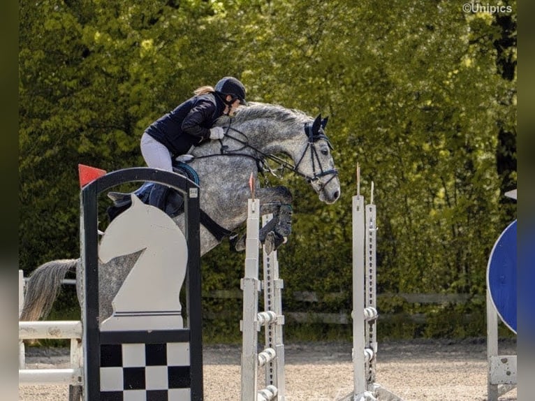 Deutsches Sportpferd Wallach 6 Jahre 165 cm Schimmel in Goldkronach