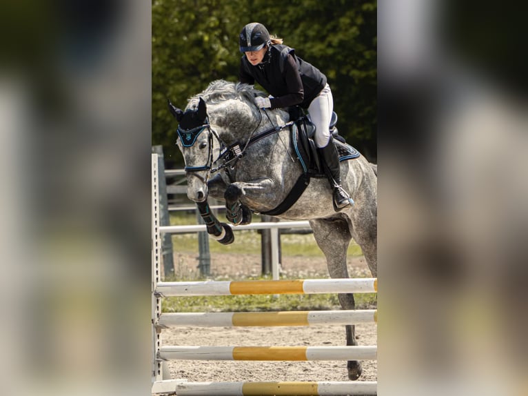 Deutsches Sportpferd Wallach 6 Jahre 165 cm Schimmel in Goldkronach