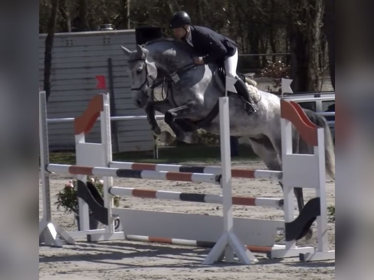 Deutsches Sportpferd Wallach 6 Jahre 166 cm Apfelschimmel in Krayenberggemeinde