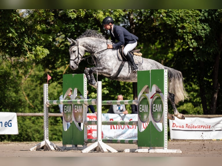Deutsches Sportpferd Wallach 6 Jahre 166 cm Apfelschimmel in Krayenberggemeinde