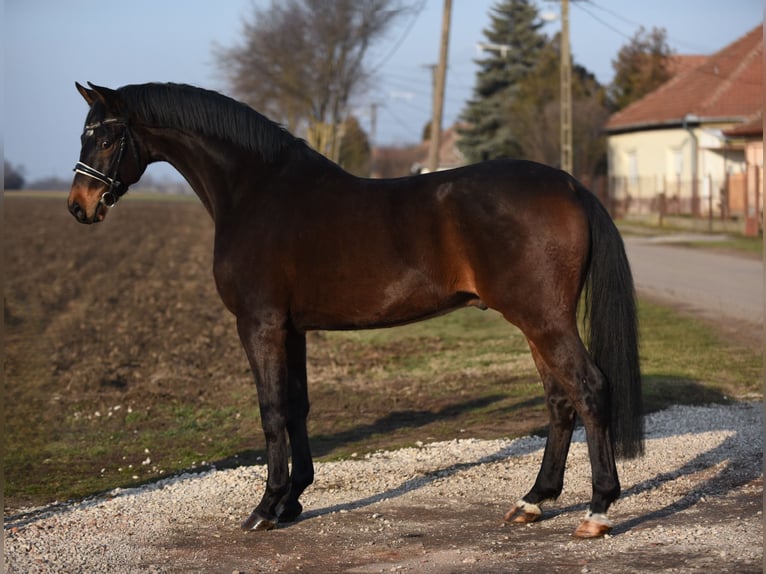 Deutsches Sportpferd Wallach 6 Jahre 166 cm Brauner in Cegléd