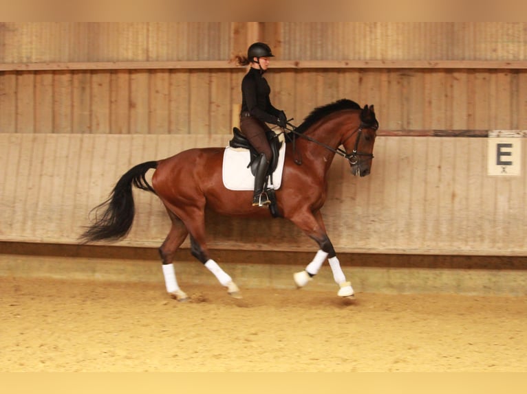Deutsches Sportpferd Wallach 6 Jahre 166 cm Brauner in Mainhardt