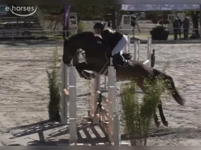 Deutsches Sportpferd Wallach 6 Jahre 166 cm Brauner in Dermbach