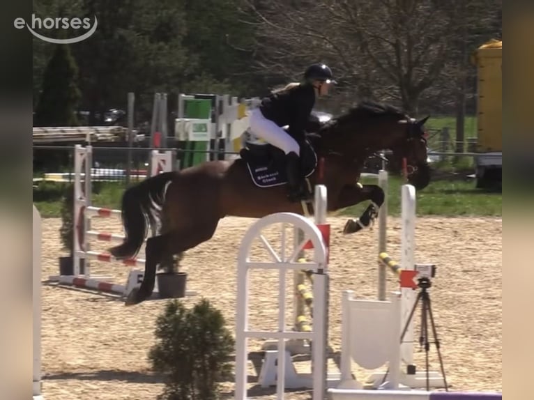 Deutsches Sportpferd Wallach 6 Jahre 166 cm Brauner in Dermbach