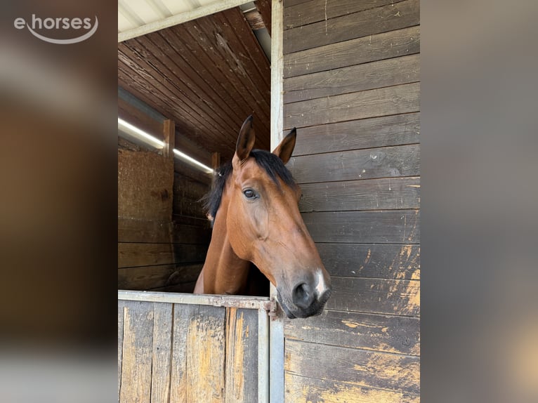 Deutsches Sportpferd Wallach 6 Jahre 166 cm Brauner in Dermbach
