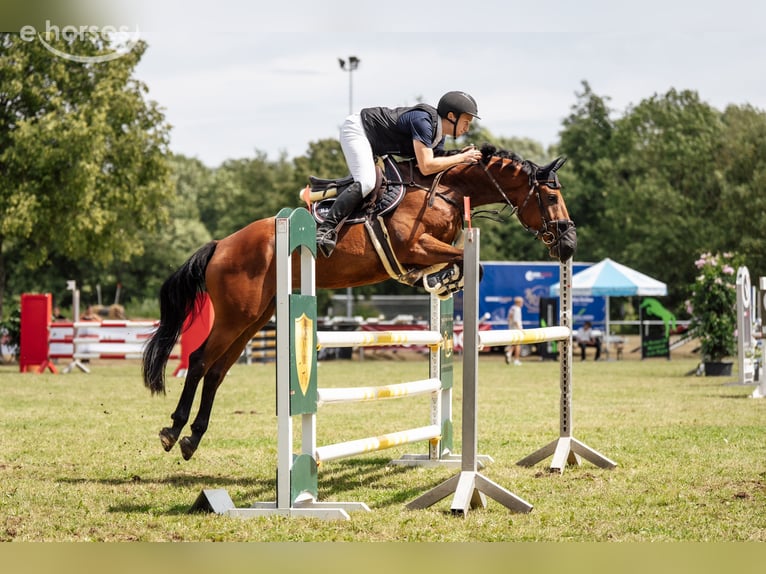 Deutsches Sportpferd Wallach 6 Jahre 166 cm Brauner in Dermbach